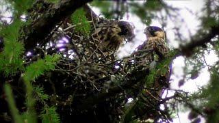 Hobby. How falcon chicks prepare for flight.