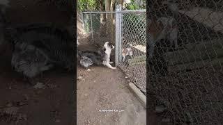 Reunited! Zoey the border Collie and Jack finally meet again
