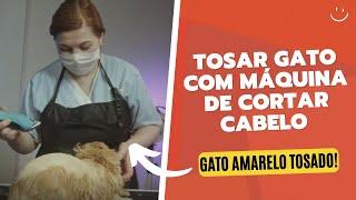 Tosar Gato Com Máquina de Cortar Cabelo - Gato Amarelo Tosado