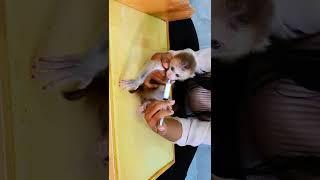 Pity baby monkey