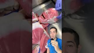 Doctor Reacts: artificial human?!