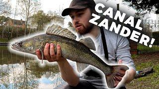 How To Catch UK Canal ZANDER - Deadbaits