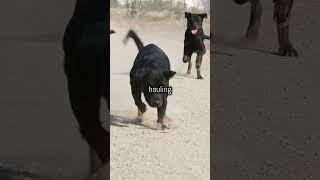The Incredible History of the Rottweiler