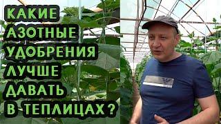 Какие азотные удобрения давать в теплицах 