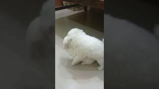 Jimmy broo... #explore #treanding #new#viral #jimmythedog