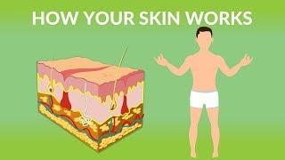 How Your Skin Works  | How does the skin work| Human skin Structure and Function