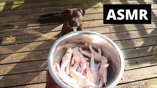 Pitbull vs Raw Chicken Feet (ASMR)