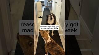my husky had some big feelings towards me this week #Husky #DogVideos #FunnyDogs ￼