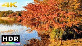 【4K HDR】Tokyo Fall Leaves - Showa Kinen Park