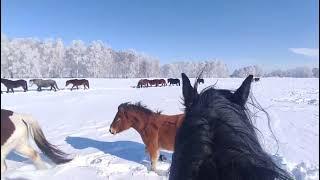 Лошади в марте.| Перегон.