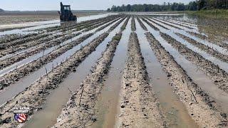Nightmare in the South: Record Prevent Plant Acres Cause Devastation for Farmers