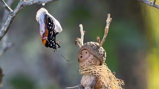 How I took this photo | Becorn with a Butterfly