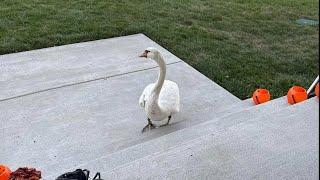 Couple Trapped Inside Garage by Territorial Swan