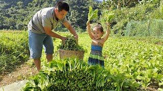 Harvesting green vegetable goes to the market sell - Taking care of pigs and geese/XuanTruong