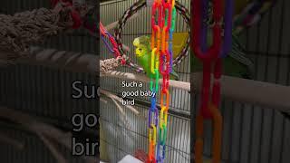 Awesome! - Boba the Budgie - Talking Parakeet