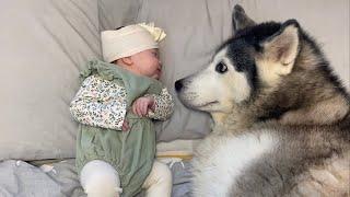 2 & Half Year Story! From Husky Protecting Unborn Baby, To Baby Falling In Love With Our Husky!.