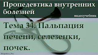 Тема 34. Пальпация печени, селезенки, почек.