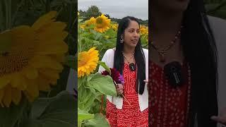 Sunflowers @ Garson farm, London | Anitha Anand short | Tamil