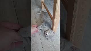 kitten sleeping