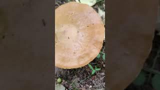 Маслёнок лиственничный - Suillus grevillei