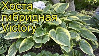 Хоста гибридная Виктори. Краткий обзор, описание характеристик hosta hybrida Victory