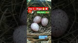 Day 3- 3Eggs Bird's BABY Egg ️ #viral #shorts #youtubeshorts #birds #nature #egg #video