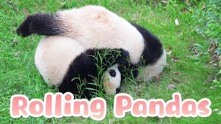 Pandas Rolling Down The Hill In Pair | iPanda