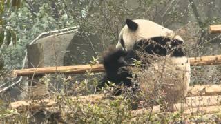 Funny Panda Scratching an Itch