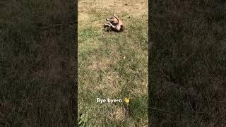 Slippin’ and Slidin’  #dog #frenchbulldog #doglover #frenchie #shorts #funny #cute #animals