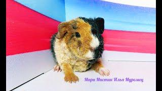 Мари Мистик Илья Муромец #ЧЕТЫРЕХЦВЕТНЫЙ_АМЕРИКАНСКИЙТЕДДИ #4_Coloured_Mosaic_Guinea_Pig#черепаховый