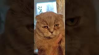 Hi I'm Lisa the cat #cat #кошка #kitten