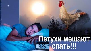 Что делать если петухи мешают спать