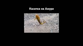 Рыбалка на Амуре