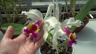 Цветение Лето 2021. Cattleya Kienastiana Cattleya leopoldii  Cattleya purpurata Encyclia ambigua