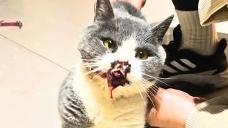 Stray cat with severe stomatitis walked into the pet hospital on its own, desperately seeking help.