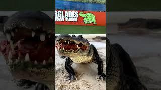 Alligator boy in the work #alligator #crocodile #subscribe #alligatoralley #alligatoridae