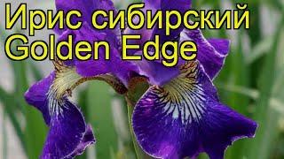 Ирис сибирский Голден Игл. Краткий обзор, описание характеристик iris sibirica Golden Edge