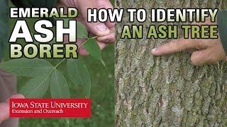 How to Identify an Ash Tree