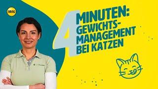 Gewichtsmanagement bei Katzen: Übergewicht erkennen und bekämpfen