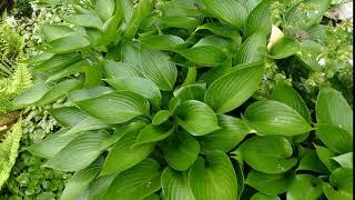 Hosta 'Devon Green'