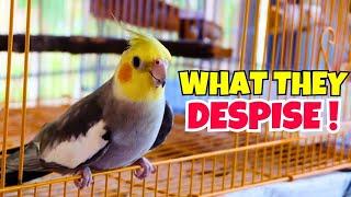 8 Surprising Things Cockatiels Hate More Than Being Grabbed