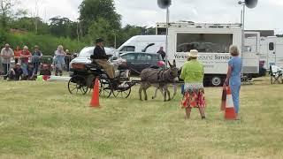 A novice driving donkey competes in the carriage driving for the first time.