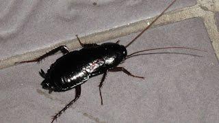Interested in insects? Find some little-known facts about Cockroaches