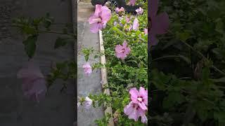 #beautifulflowers