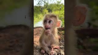 baby monkey so adorable #baby #happy #cute #baby #shorts