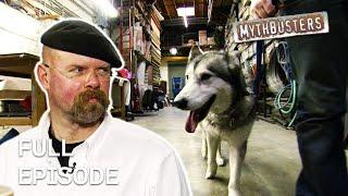 Debunking Dog Myths! | MythBusters | Season 4 Episode 6 | Full Episode