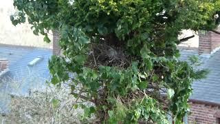 Wood pigeon Young birds with exposed nest