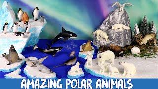 Meet the Amazing Polar Animals! | Build a Diorama of the Arctic & Antarctic