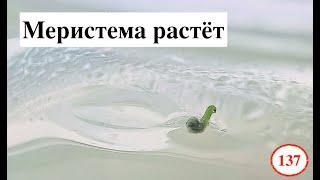 [137] Меристема растет, нашли рецепт! | Малина и фуксия на укоренении | Про процесс размножения