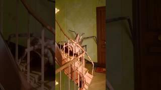 SPIDER ON THE STAIRS #spideronthestairs #halloween #horror #MovieMinds